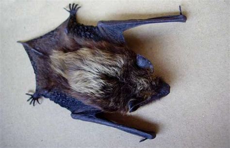 蝙蝠死在家門口